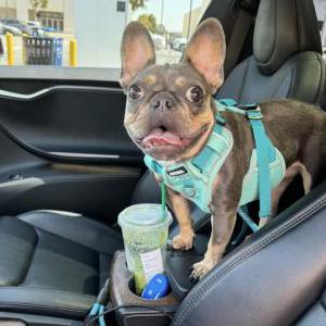 Lost Dog Taro