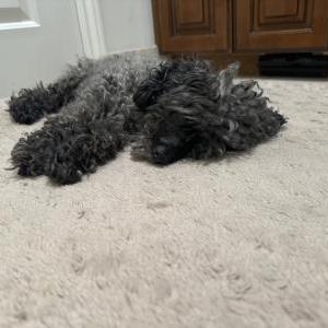 Found Dog Unknown