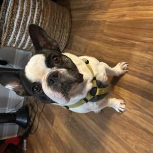 Lost Dog Benji