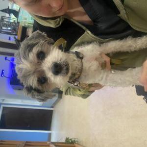 Found Dog Unknown