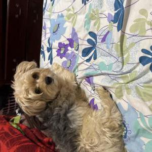 Lost Dog George