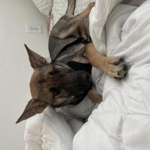Found Dog Unknown