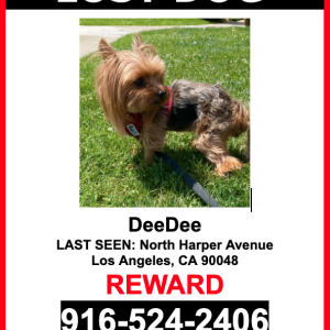 Lost Dog DeeDee