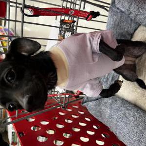 Found Dog unknown