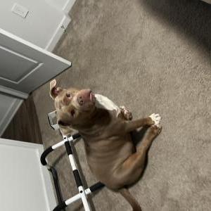 Lost Dog Coffee