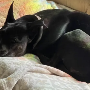Lost Dog Pepper