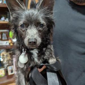 Found Dog Unknown