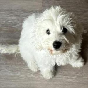 Found Dog Unknown