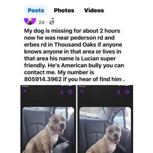 Lost Dog Lucian