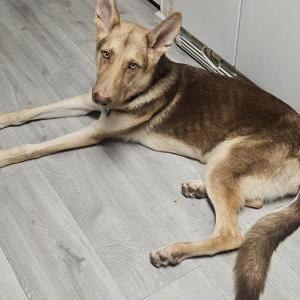 Found Dog Unknown
