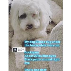 Lost Dog Blanca