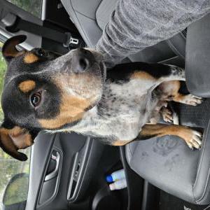 Found Dog Unknown