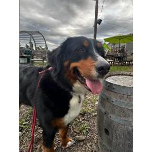 Lost Dog Enzo