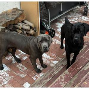 Found Dog Unknown