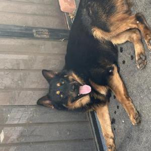 Found Dog Unknown