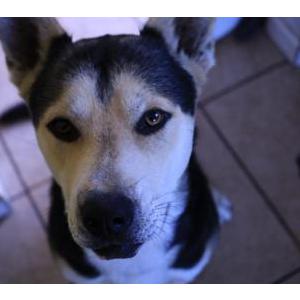 Lost Dog Chapo