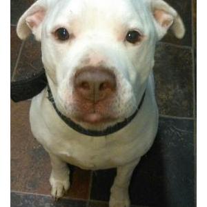 Lost Dog Doobie