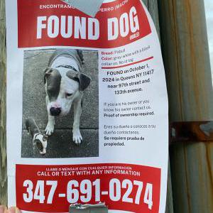 Found Dog unkown