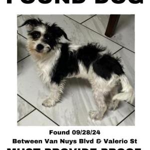 Found Dog Unknown