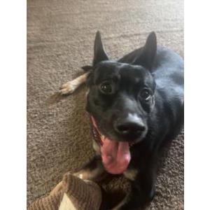 Lost Dog Miles