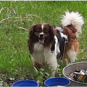 Lost Dog Hidalgo
