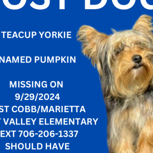 Lost Dog Pumpkin
