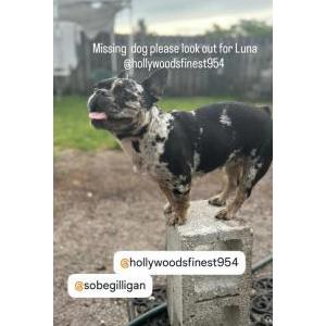 Lost Dog Luna