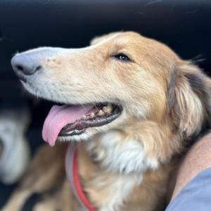 Lost Dog Dexter