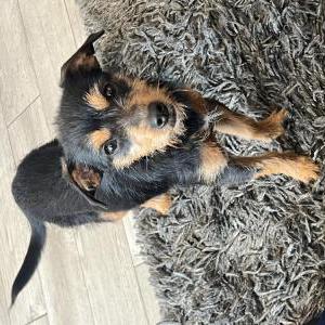 Found Dog Unknown