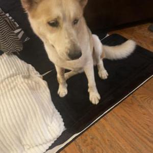 Found Dog Unknown