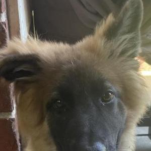 Found Dog Unknown