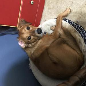 Lost Dog Ranger
