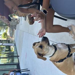 Lost Dog Benny
