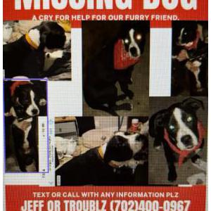 Lost Dog Lola