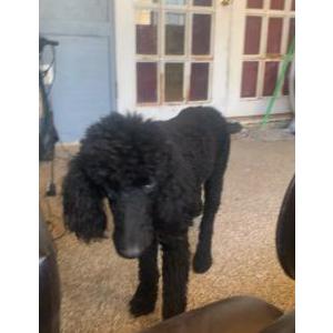Lost Dog Oreo