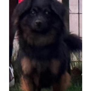 Lost Dog Rocky