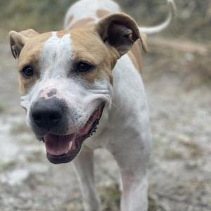 Lost Dog Luna