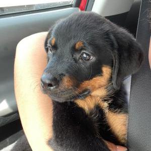 Lost Dog Luna