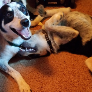 Lost Dog Sophie