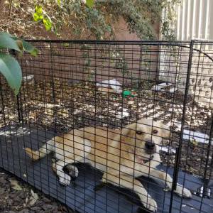 Found Dog Unknown