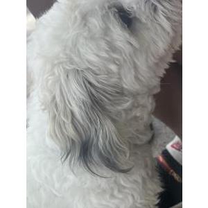 Image of Dexter, Lost Dog