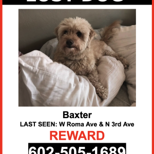 Lost Dog Baxter