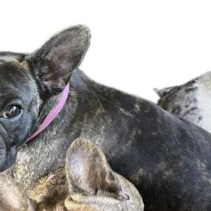 Image of Nala, Lost Dog