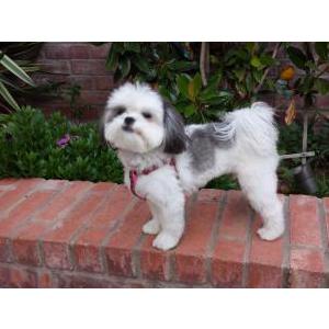 Lost Dog Schatzi