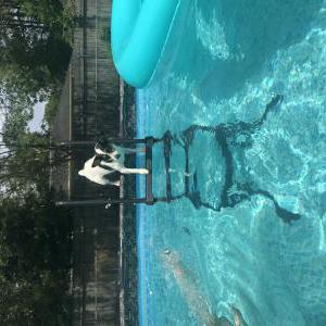 2nd Image of Trixie, Lost Dog