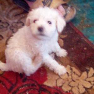 Lost Dog Monday/poodle Young