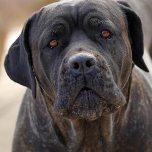 Lost Dog Athena