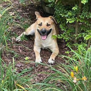 Found Dog unknown