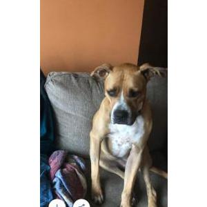 Lost Dog Lucy