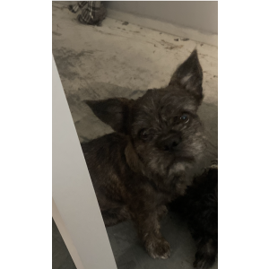Lost Dog Churro
